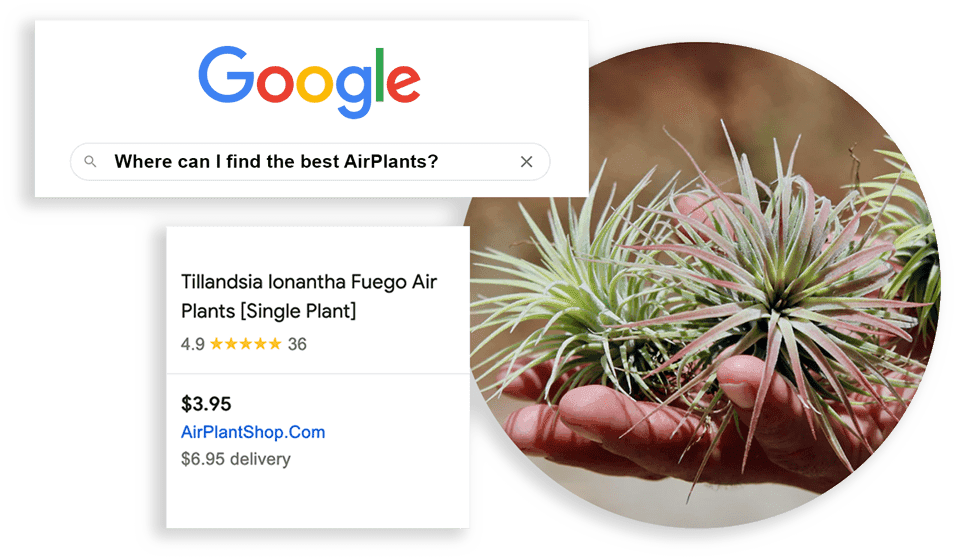Air Plant Shop Google Shopping results with star ratings